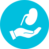 Icon: Nierentransplantation