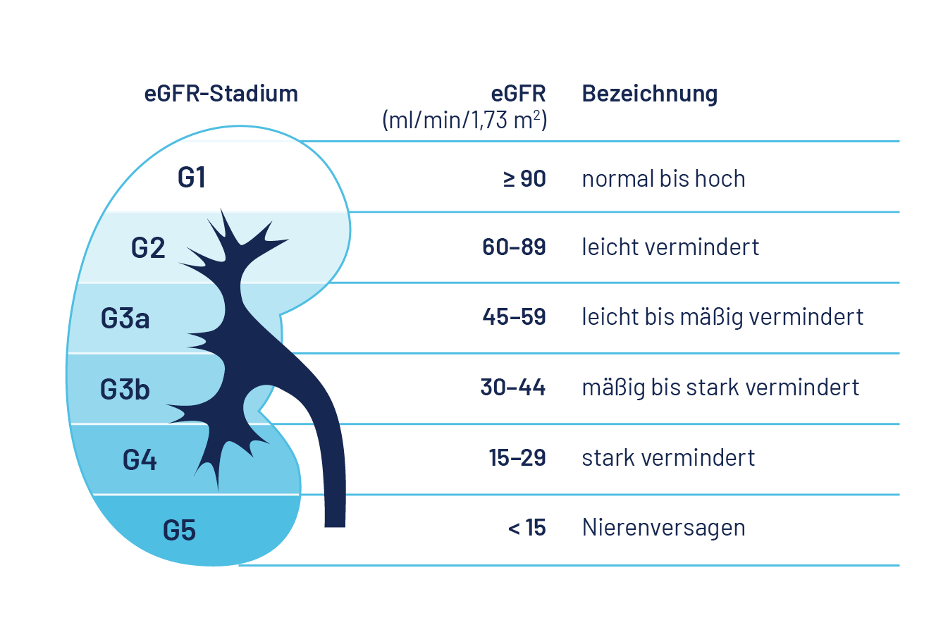 Schaubild: Nierenfunktion mit Zuordung der eGFR-Stadien